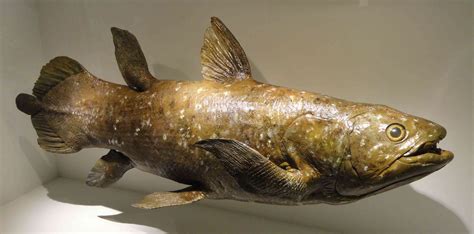 extinct fish found coelacanth.